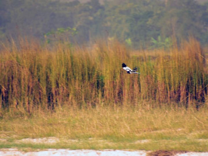 Pied Harrier