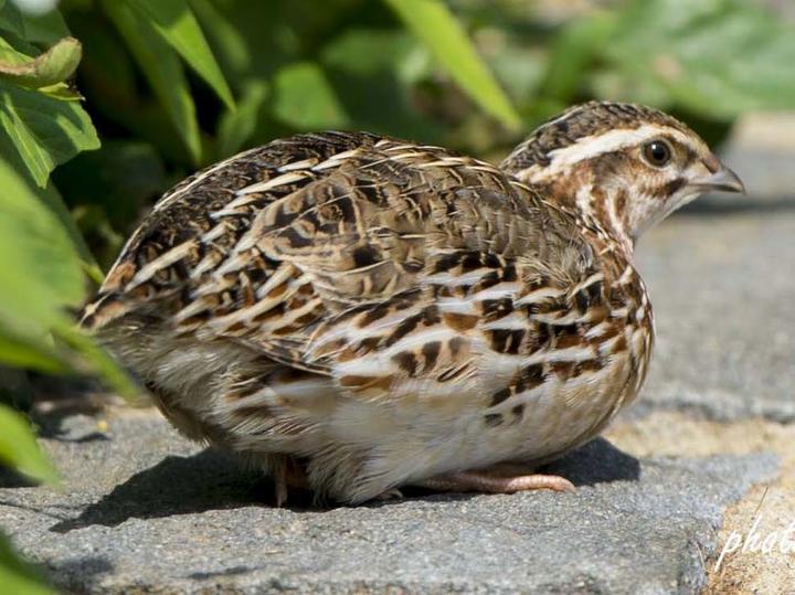 Japanese Quail