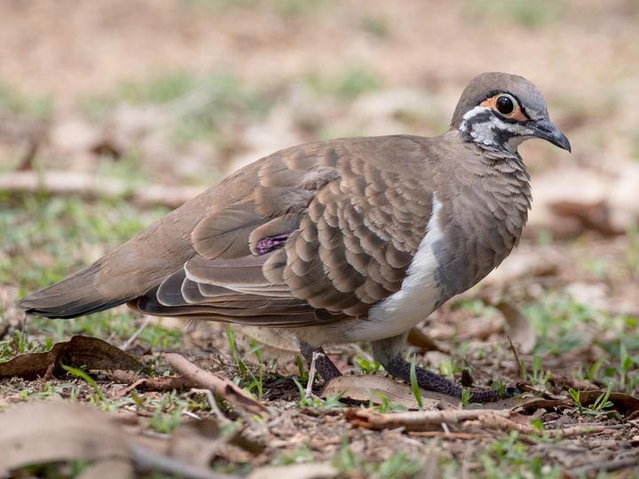 Squatter Pigeon