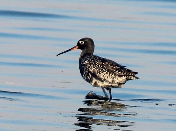 Spotted Redshank