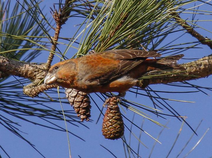 Parrot Crossbill