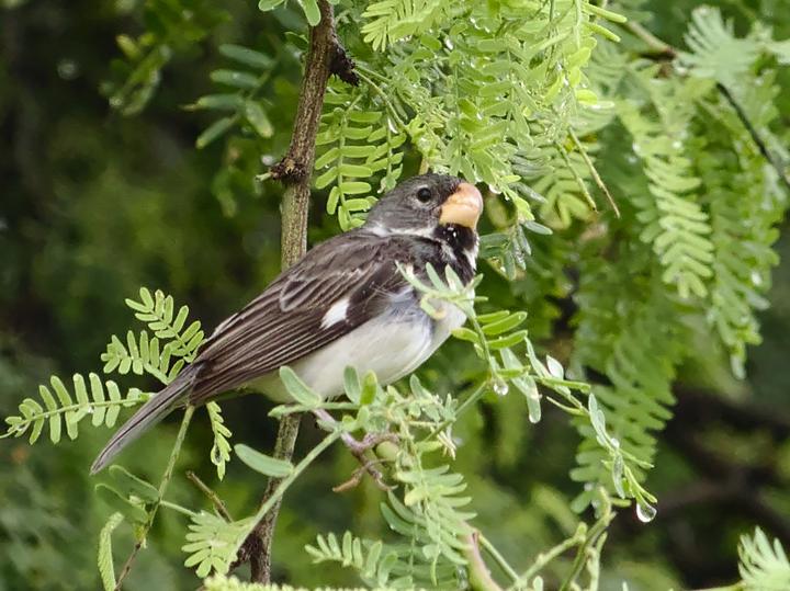 Parrot-billed Seedeater