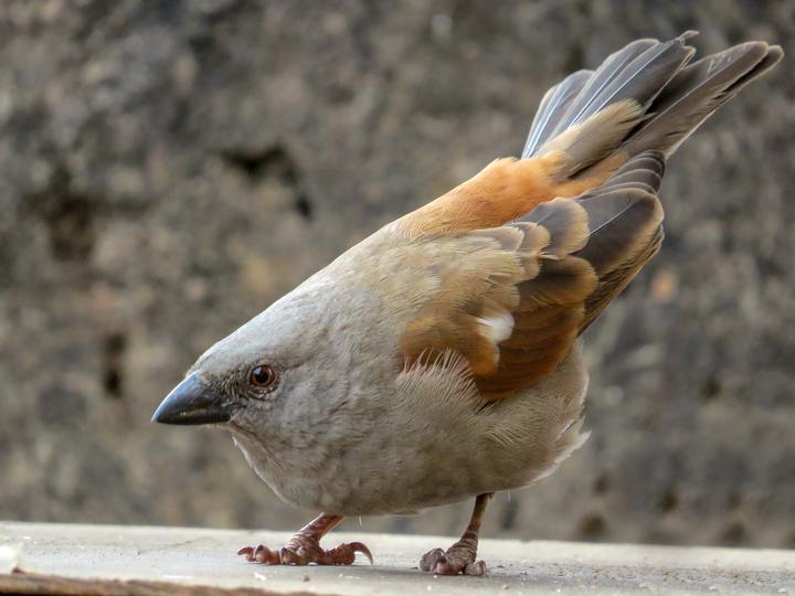 Parrot-billed Sparrow