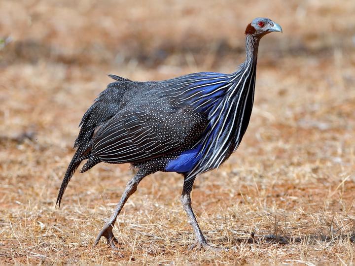 Vulturine Guineafowl