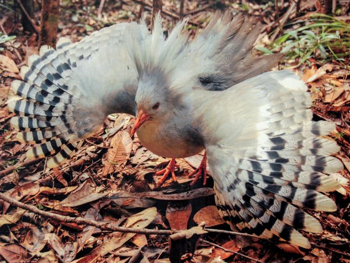 Kagu