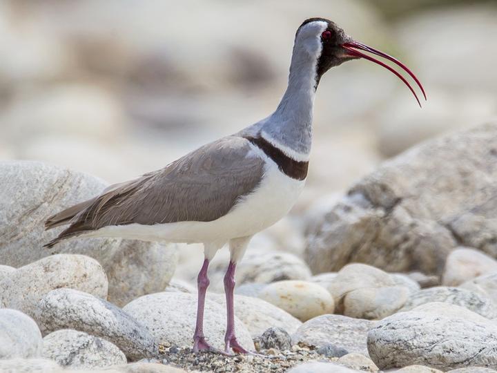 Ibisbill
