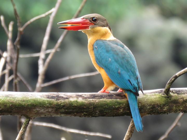 Stork-billed Kingfisher
