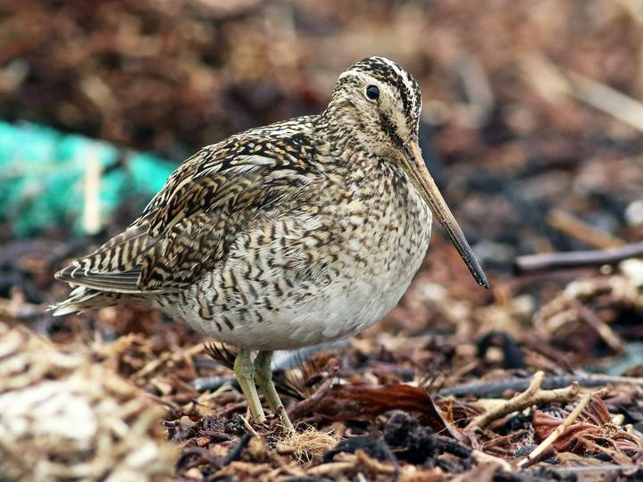 Magellanic Snipe