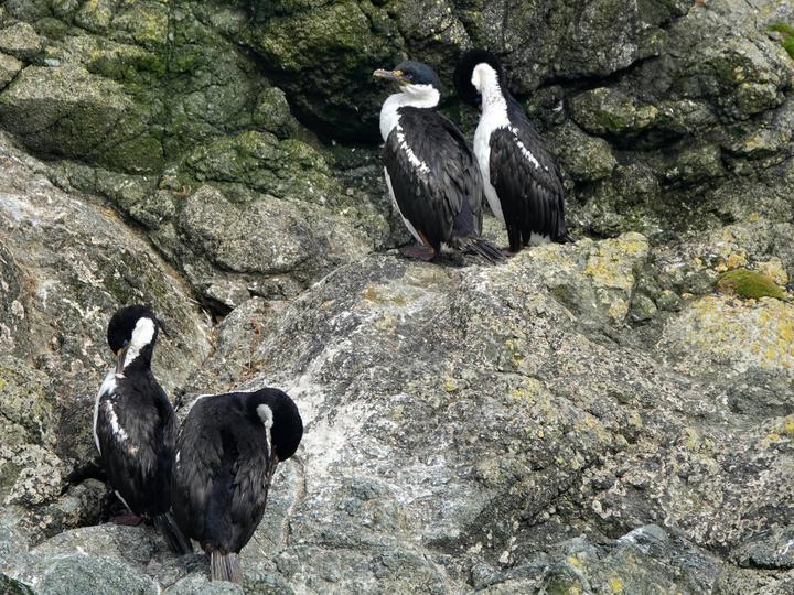 Macquarie Shag