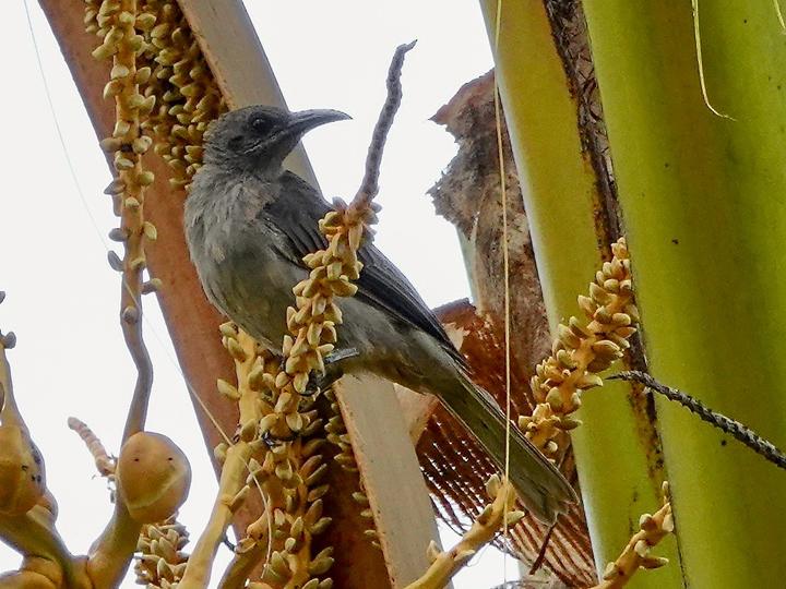 Meyer's Friarbird