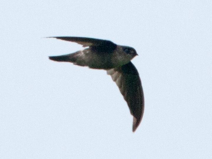 Mayr's Swiftlet