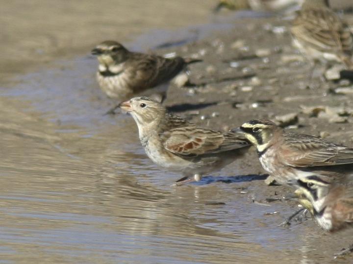 Thick-billed Longspur