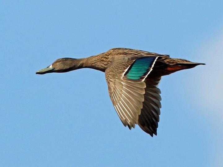Meller's Duck