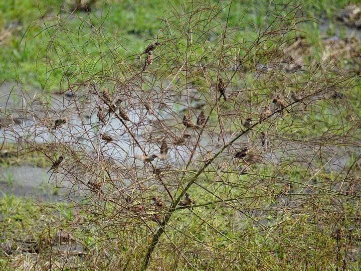 Eurasian Tree Sparrow