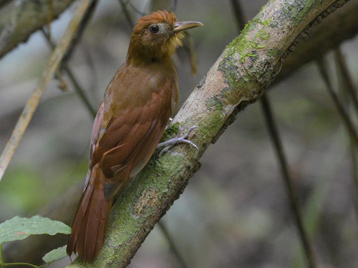 Ruddy Woodcreeper