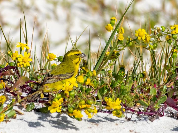 Yellow Canary