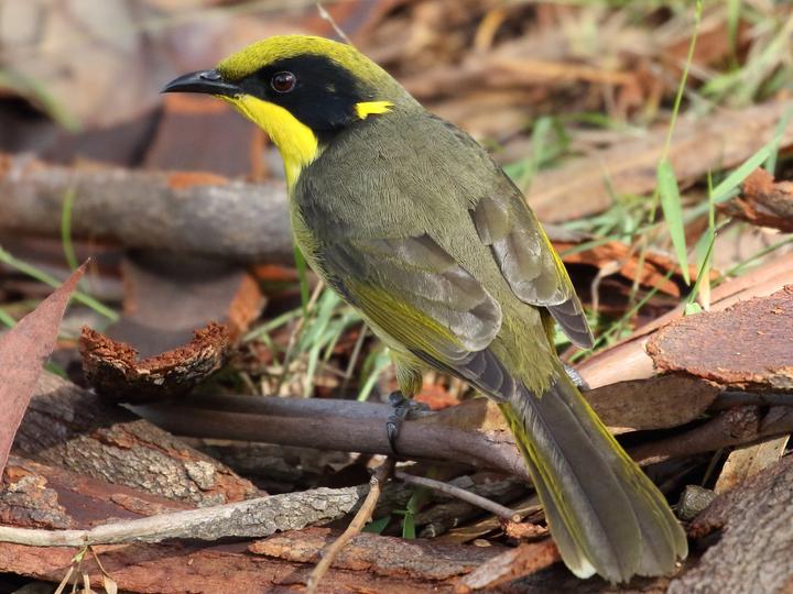 Yellow-tufted Honeyeater