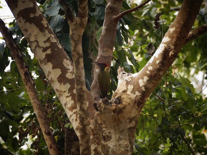 Lesser Yellownape