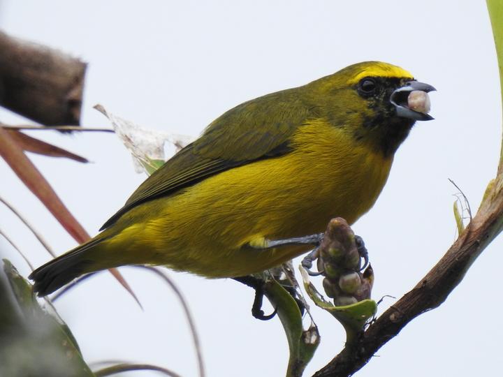 Yellow-crowned Euphonia