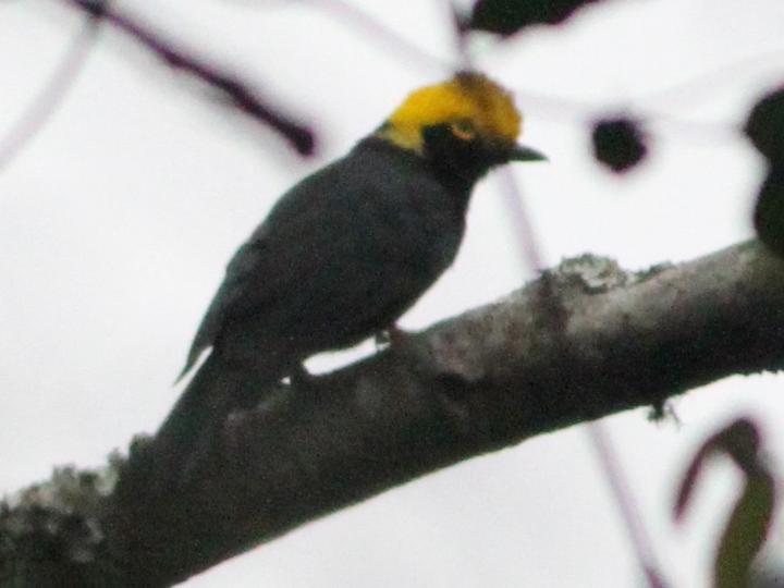 Yellow-crested Helmetshrike