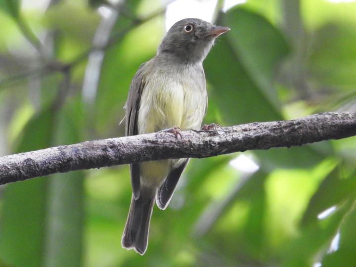 Saffron-crested Tyrant-Manakin
