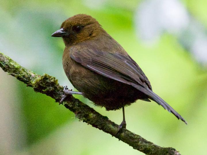 Tawny-crested Tanager