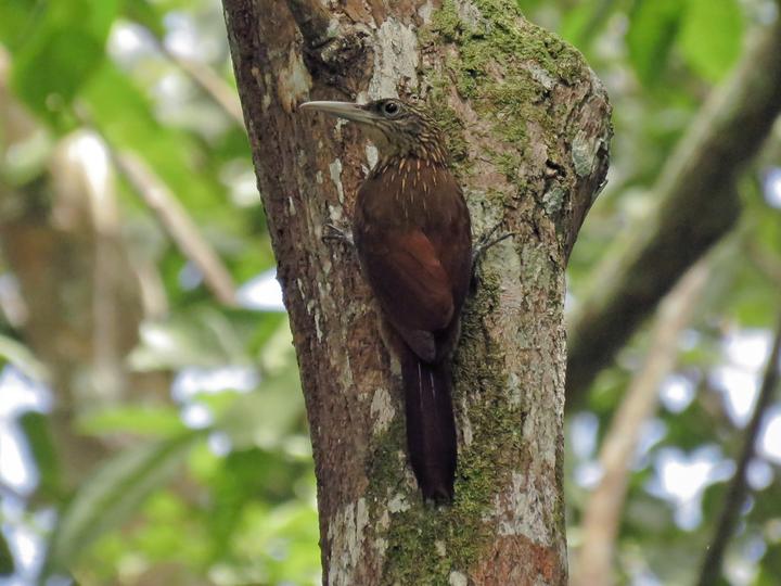 Buff-throated Woodcreeper