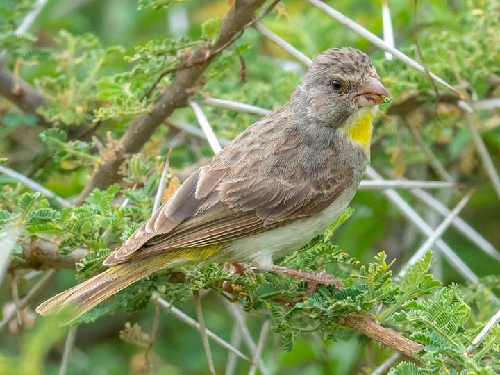 Yellow-throated Seedeater