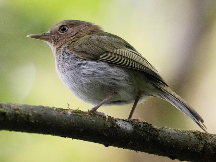 Buff-throated Tody-Tyrant