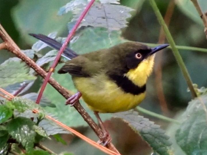 Yellow-throated Apalis