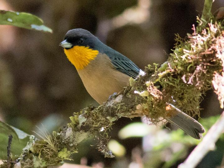 Yellow-throated Tanager