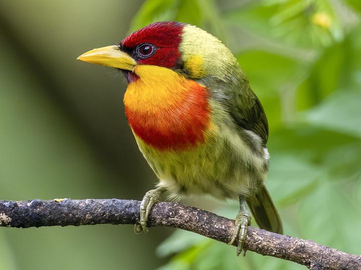Lemon-throated Barbet