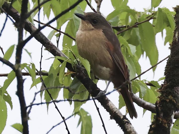 Yellow-throated Fiji Whistler