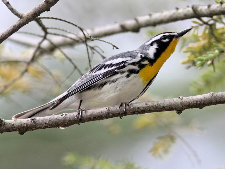 Yellow-throated Warbler