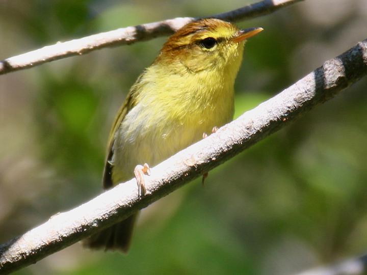 Yellow-throated Woodland Warbler