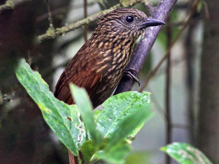 Peruvian Treehunter