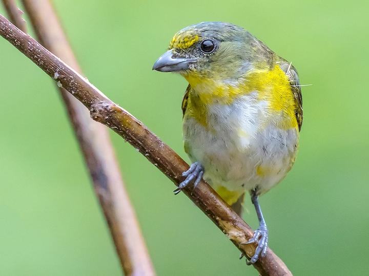 Yellow-throated Euphonia