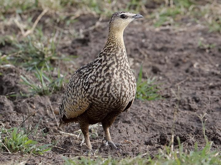 Yellow-throated Sandgrouse