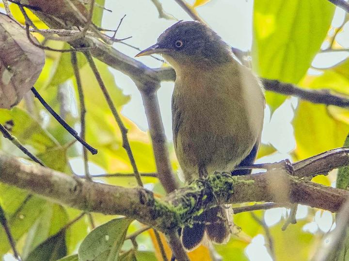 Olive Straightbill