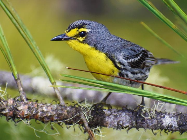 Grace's Warbler