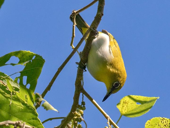 Yellow-throated White-eye