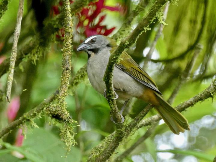 Buff-throated Saltator