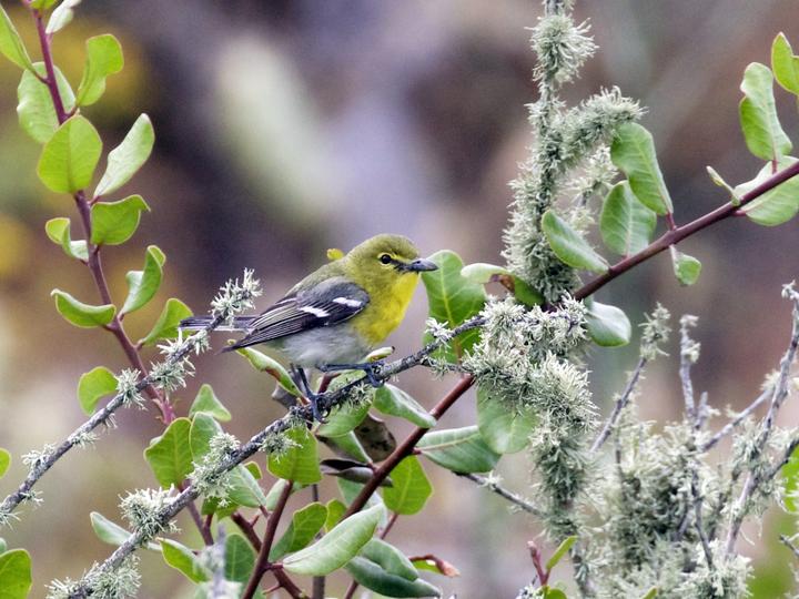 Yellow-throated Vireo