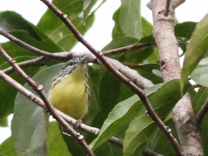 Yellow-throated Antwren