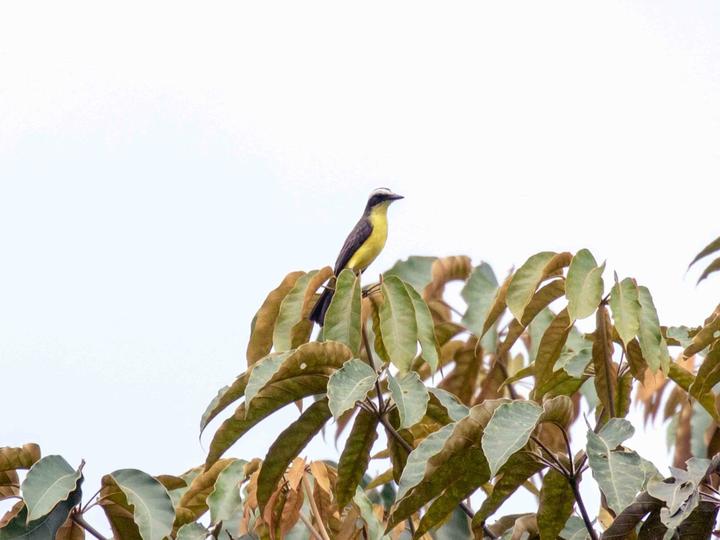 Yellow-throated Flycatcher