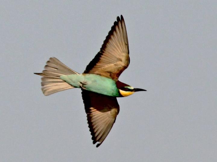 European Bee-eater