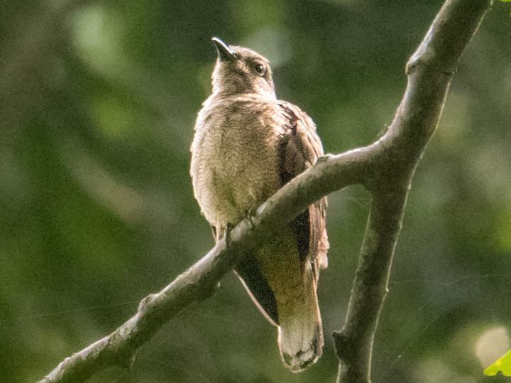 Yellow-throated Cuckoo