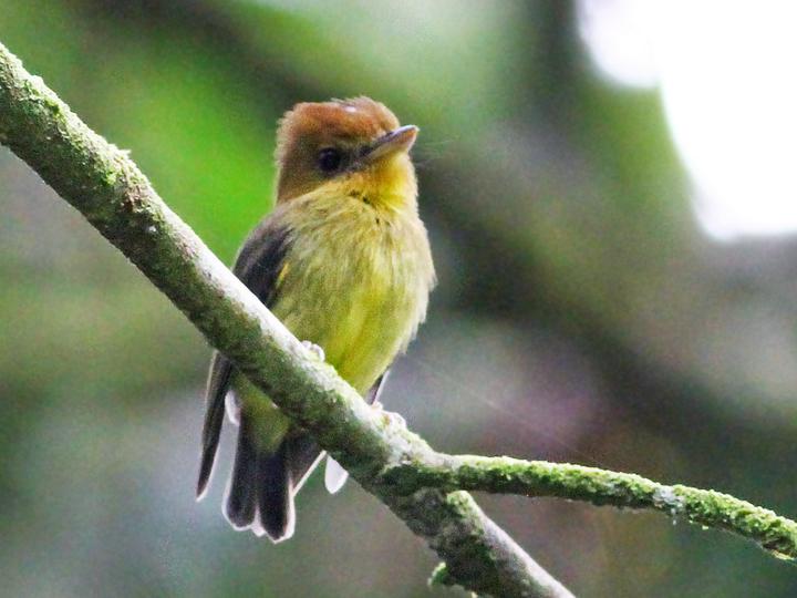 Yellow-throated Spadebill
