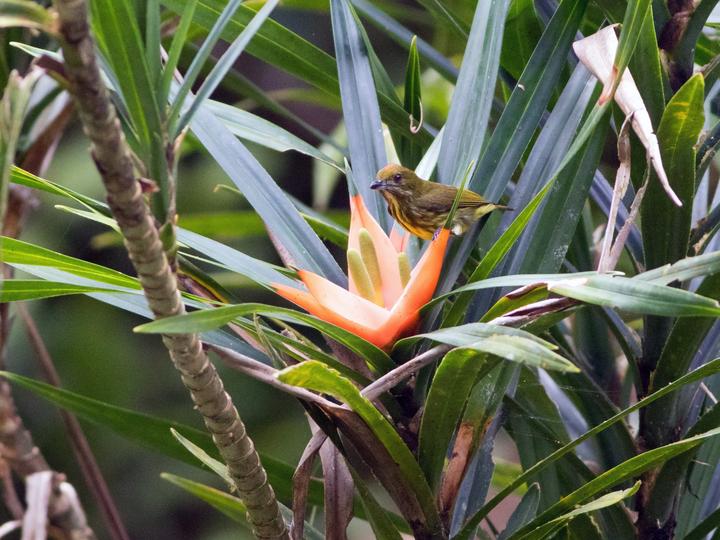 Yellow-breasted Flowerpecker