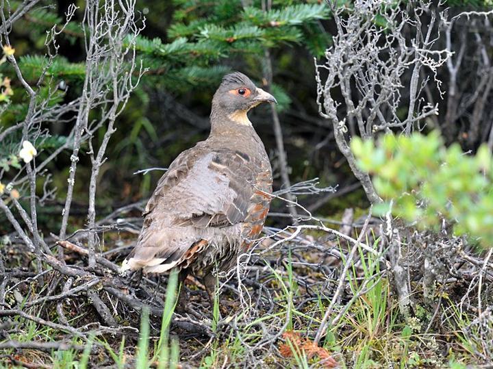 Buff-throated Monal-Partridge